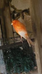 Rood intensief man 2025, Dieren en Toebehoren, Mannelijk, Kleurkanarie