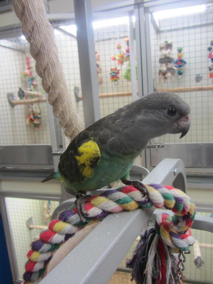 meyer papegaai, Dieren en Toebehoren, Vogels | Parkieten en Papegaaien, Papegaai, Mannelijk, Tam, Geringd