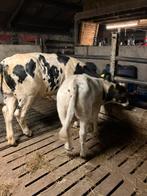 Beste blauwe koe en stierkalf, Dieren en Toebehoren, Meerdere dieren, 0 tot 2 jaar