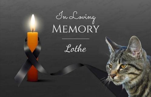 Herinnerings foto, Dieren en Toebehoren, Katten-accessoires, Nieuw, Ophalen