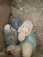 Baby dwergpapegaaien, Geslacht onbekend, Dwergpapegaai of Agapornis, Tam