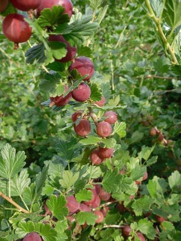 Te koop Kruisbessenstruik ( rood ), kroesels beschikbaar voor biedingen