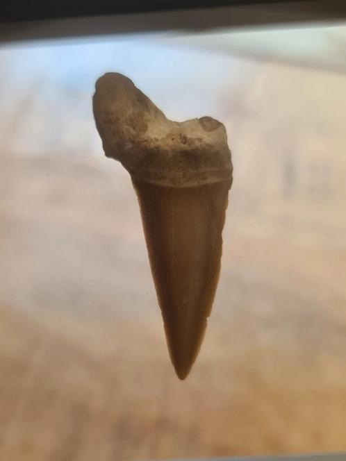 Isurus Praecursor Haaientand - Togo, Verzamelen, Mineralen en Fossielen, Fossiel, Ophalen of Verzenden