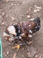 Wyandotte kriel, Vrouwelijk, Kip