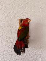 Opgezette papegaai, Ophalen, Zo goed als nieuw, Vogel, Opgezet dier