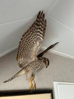 Opgezette sperwer vogel, Ophalen of Verzenden, Zo goed als nieuw, Vogel, Opgezet dier