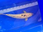Koi Karper Shiro Bekko 50 CM, Dieren en Toebehoren, Vissen | Vijvervissen, Karper of Koi