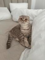 Britse korthaar x scottish fold, Dieren en Toebehoren, Katten en Kittens | Raskatten | Korthaar, Poes, Gechipt, 3 tot 5 jaar