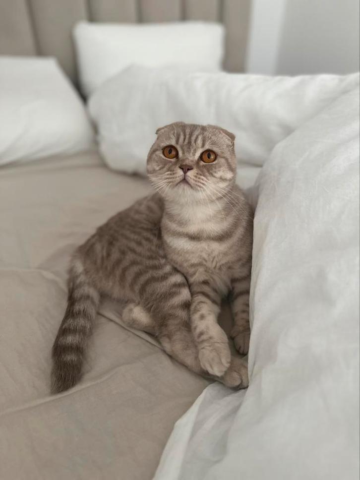 Britse korthaar x scottish fold, Dieren en Toebehoren, Katten en Kittens | Raskatten | Korthaar, Poes, 3 tot 5 jaar, Gechipt, Ontwormd