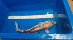 Koi Karper 50 cm, Dieren en Toebehoren, Vissen | Vijvervissen, Karper of Koi