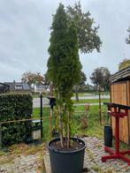 Taxus smaragd  meerstam groen blijvend, Tuin en Terras, Planten | Bomen, In pot, Bloeit niet, 100 tot 250 cm, Overige soorten