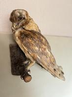 Vintage opgezette uil kerkuil op houtstronk, Verzamelen, Dierenverzamelingen, Ophalen of Verzenden, Gebruikt, Vogel, Opgezet dier