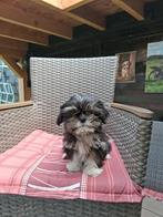 Te koop mooie speelse boomer pups, Overige rassen, CDV (hondenziekte), 8 tot 15 weken, Meerdere
