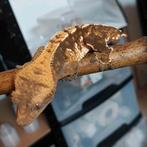 Wimpergekko man, Dieren en Toebehoren, Overige soorten, 0 tot 2 jaar