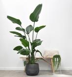 Grote kamerplant Strelitzia, Huis en Inrichting, Kamerplanten, Overige soorten, 150 tot 200 cm, Halfschaduw, Verzenden