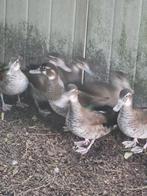 Siereenden watervogels, Dieren en Toebehoren, Pluimvee, Meerdere dieren, Eend