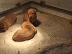 Lieve Labrador Retriever pups Foxred, Dieren en Toebehoren, Honden | Retrievers, Spaniëls en Waterhonden, Rabiës (hondsdolheid)