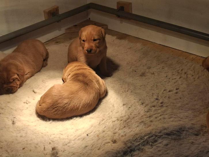 Lieve Labrador Retriever pups Foxred, Dieren en Toebehoren, Honden | Retrievers, Spaniëls en Waterhonden, Meerdere dieren, Labrador retriever