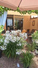 Agapantus ., Ophalen, Zomer, Overige soorten, Volle zon