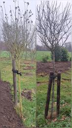 Japanse sierkers op stam en hibiscus op stam, Tuin en Terras, Planten | Bomen, Ophalen of Verzenden, 250 tot 400 cm, Zomer, Volle zon