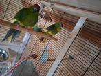 2 bonte kakariki  notk, Dieren en Toebehoren, Meerdere dieren, Parkiet, Geringd