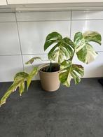 Monstera variegata, Huis en Inrichting, Ophalen, Halfschaduw, Minder dan 100 cm