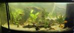 Gezocht gratis vissen, Dieren en Toebehoren, Ophalen of Verzenden, Zo goed als nieuw, Gevuld zoetwateraquarium