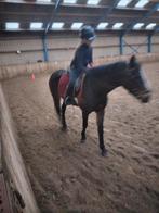 bijrijdpony gezocht, Contacten en Berichten