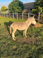 Te koop Ezelhengst  en shetlander Hengstjes, 0 tot 2 jaar, Hengst, A pony (tot 1.17m), Gechipt