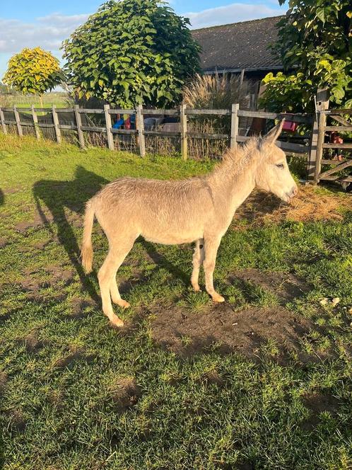 Te koop Ezelhengst  en shetlander Hengstjes, Dieren en Toebehoren, Pony's, Hengst, A pony (tot 1.17m), Recreatiepony, 0 tot 2 jaar