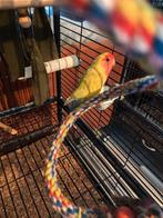 2 argaponis vrouwtje geel en mannetje groen met vogelkooi, Dieren en Toebehoren, Vogels | Parkieten en Papegaaien, Meerdere dieren