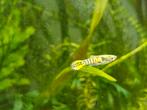 Endler tiger guppen mannetjes, Dieren en Toebehoren, Vis