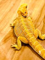 Red/orange Hypo Blue Bar het witblits 1.0.0, Hagedis, Tam, 0 tot 2 jaar