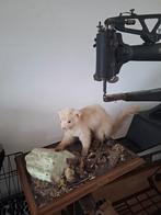 tk opgezette marter(wezel), Ophalen of Verzenden, Boerderijdier, Opgezet dier