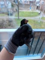 Twatwa, bicudo. (Tigri man), Mannelijk