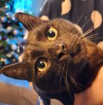 Kittens tekoop, Dieren en Toebehoren, Kater, Kortharig, 0 tot 2 jaar