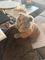 Scottish Fold, 12 maanden oud, Dieren en Toebehoren, 0 tot 2 jaar