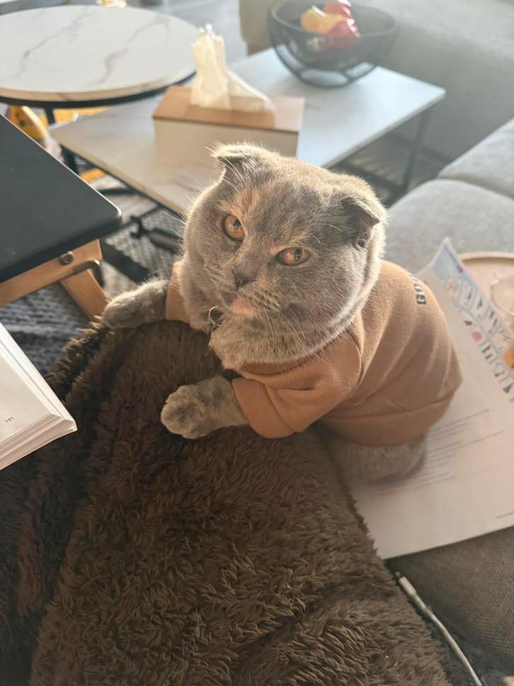 Scottish Fold, 12 maanden oud, Dieren en Toebehoren, Katten en Kittens | Dekkaters, 0 tot 2 jaar