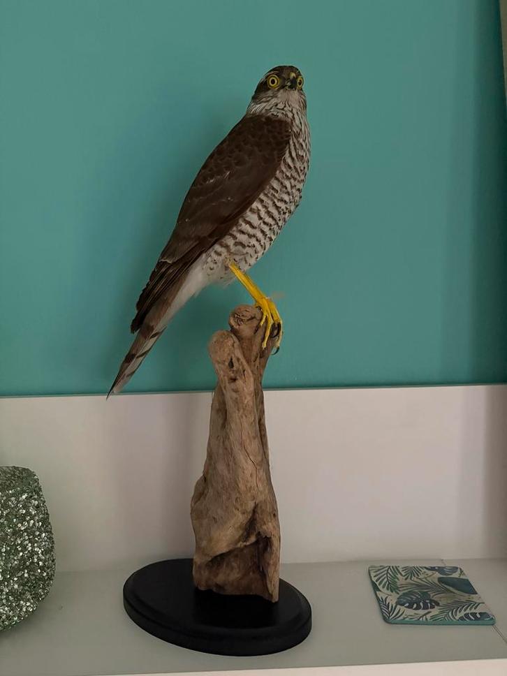 Opgezette Sperwer op Boomstam, Antiek en Kunst, Kunst | Overige Kunst, Ophalen of Verzenden