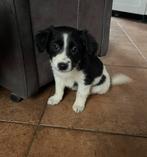 Lieve Markiesje/Kooikerhondje pups!, Nederland, Overige rassen, 8 tot 15 weken, CDV (hondenziekte)