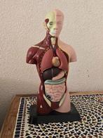 Anatomisch model , anatomie, 26 cm, Antiek en Kunst, Ophalen of Verzenden