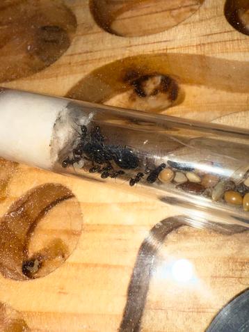 Messor barbarus mieten kolonie beschikbaar voor biedingen