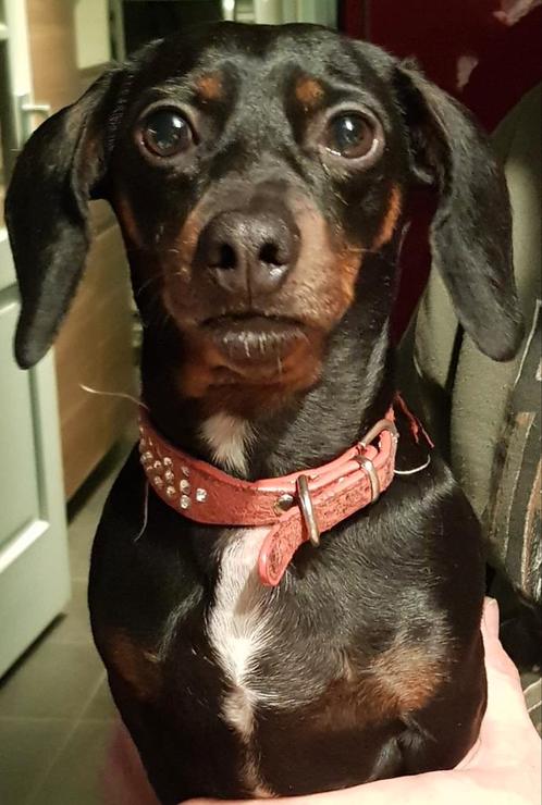 Voor de liefste teckel dame zoeken we een nieuw gezin., Dieren en Toebehoren, Honden | Teckels en Dashonden, Teef, Korthaar, Dwerg