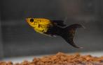golddust longfin molly €4,95, Dieren en Toebehoren, Vissen | Aquariumvissen, Vis, Zoetwatervis
