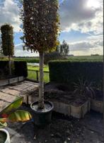 Beuk - Carpinus betulus, Tuin en Terras, Ophalen, Overige soorten, Struik, 250 cm of meer