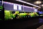 Veel verschillende soorten aquariumplanten op voorraad, Ophalen, Plant(en), Steen of Hout, Nieuw, Nvt