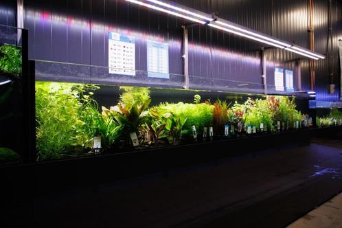 Veel verschillende soorten aquariumplanten op voorraad, Dieren en Toebehoren, Vissen | Aquaria en Toebehoren, Nieuw, Plant(en), Steen of Hout