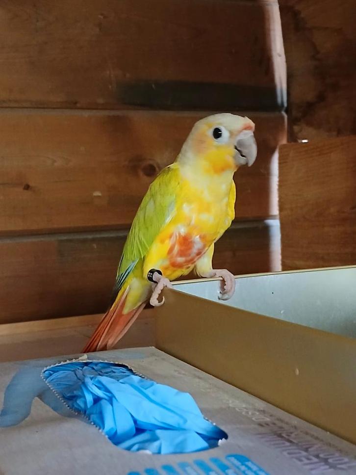 Pyrrhura kweek vogels, Dieren en Toebehoren, Vogels | Parkieten en Papegaaien, Parkiet, Meerdere dieren, Geringd