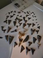 Doos vol haaien- en roggetanden(meer dan 100), Verzamelen, Mineralen en Fossielen, Ophalen of Verzenden, Overige typen