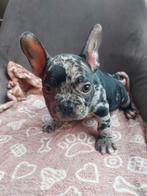 Franse bulldog pup reutje  uit 100%gekeurde ouders, Dieren en Toebehoren, 8 tot 15 weken, Bulldog, Meerdere, Meerdere dieren